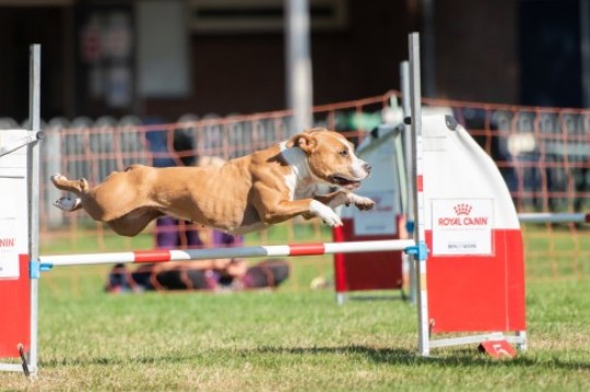 Ground Zero Phantasy Dragon Kona in training